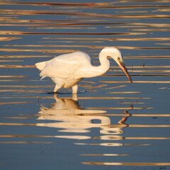 Great White Egret