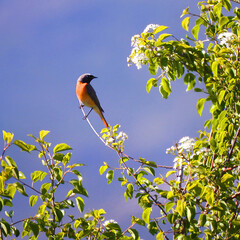 Eurasian Redstart in summer park