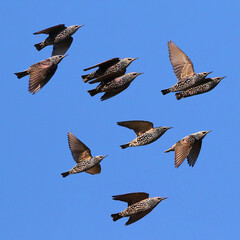 Common Starling in sky