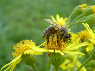Biene  sitzt auf gelber Blume