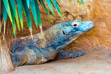The big and dangerous dragon-like lizard of Komodo
