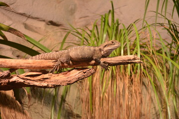 reptile on a branch