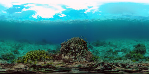 Fototapeta na wymiar Scene reef. Marine life sea world. Underwater fish reef marine. Philippines. Virtual Reality 360.