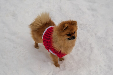 Pomeranian spitz playing on the snow