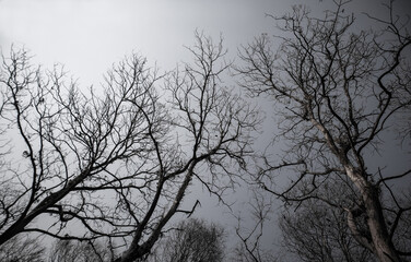 Dry branches on a white background