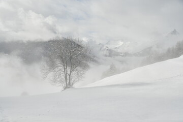 Arbre au milieu de la neige, paysage de montagne en Hiver dans les Alpes (Savoie)