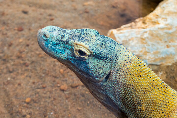 The big and dangerous dragon-like lizard of Komodo