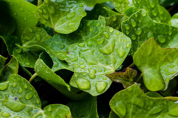 leaves with morning dew