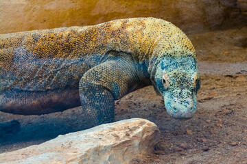 The big and dangerous dragon-like lizard of Komodo
