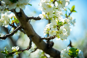 Orchard blossom