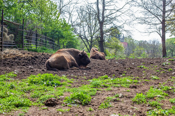 buffalo in the field