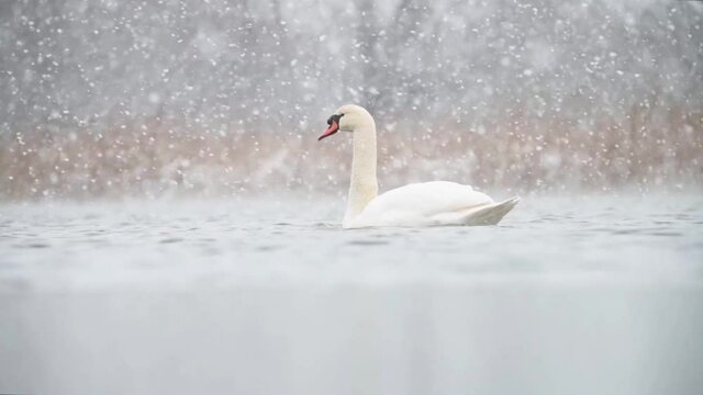 Mute swan in beautiful snow scenary