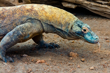 The big and dangerous dragon-like lizard of Komodo