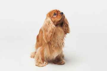 Cocker Spaniel in the Studio on a white background