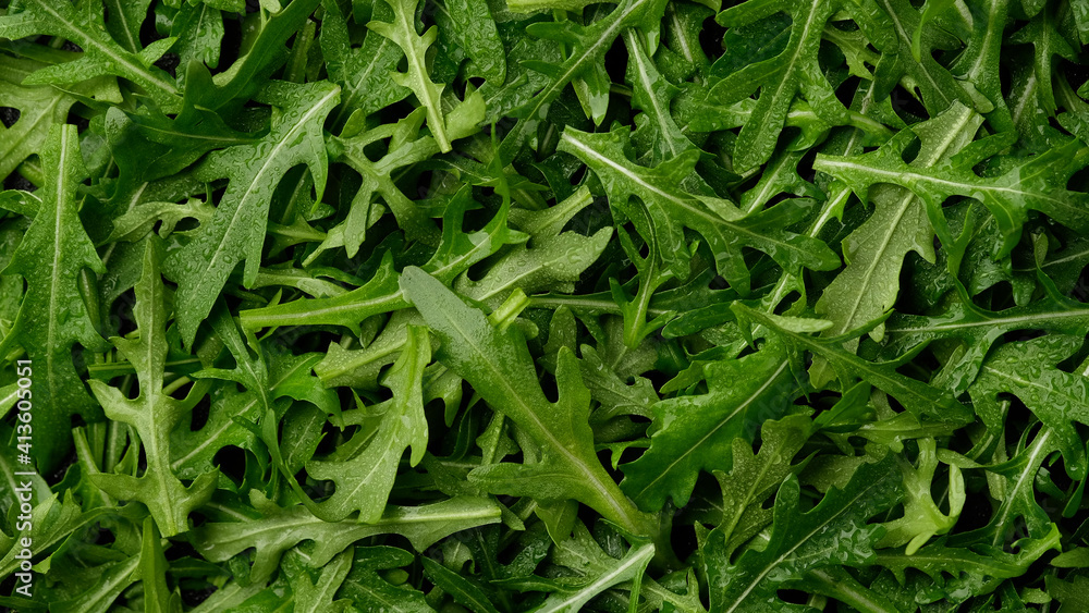 Poster fresh arugula leaves top view