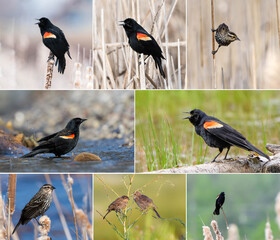 Collection of 8 Images of Red-winged Blackbird