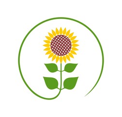 Sunflower logo. Isolated sunflower on white background