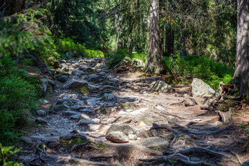 stream in the forest