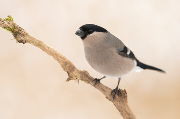 Eurasian bullfinch female ( Pyrrhula pyrrhula )
