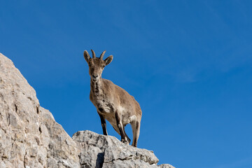 a young Iberian wild mountain goat perched on a high rocky promontory under a clear blue sky