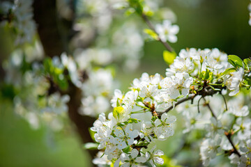 Orchard blossom