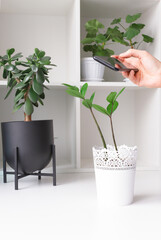 A blogger uses a smartphone to take a photo of a home plant. Home plants and their care, blogging.