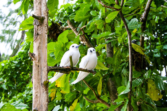 seychelles aride beach tropical birds