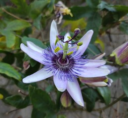 Pasiflora, flor de la pasión de color azul en su esplendor