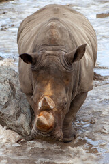 Fototapeta premium rhino in the water