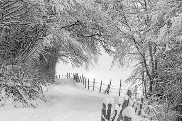 Winter - Weg - Bäume - Allgäu - Zaun - Spaziergang