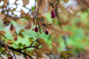 branch of a tree
