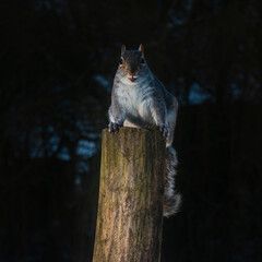Squirrel Stare at Night on a Tree Stump 