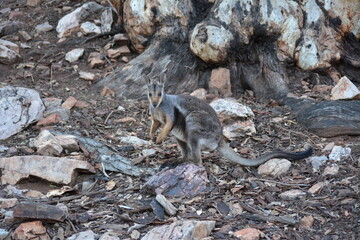 kangaroo sitting on a stone