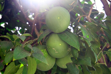Citrus fruits in the morning light