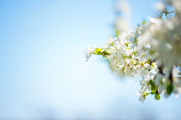 Orchard blossom