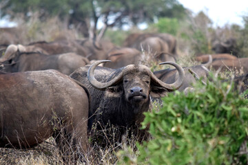 Fototapeta premium african buffalo in the wild