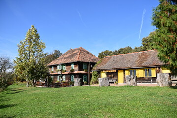 Fototapeta na wymiar Popovaca, vineyards, Sisak, Moslavina, Croatia, viticulture