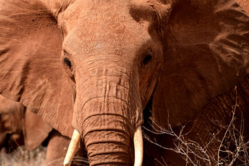 Fototapeta na wymiar close up of a african elephant