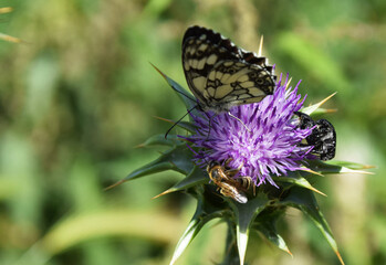 Green butterflies perched on a purple flower