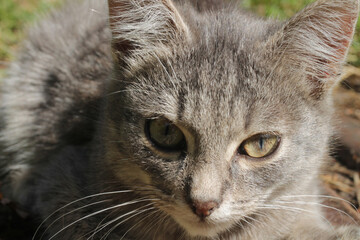 Naklejka na ściany i meble kitten in the sun. gray kitten lit by the bright sun. close-up