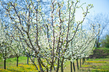 Fototapeta na wymiar Orchard blossom