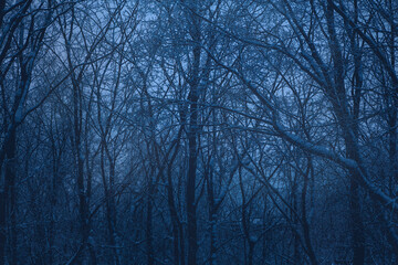 Fantastic gloomy winter forest with snow-covered tree branches at dusk