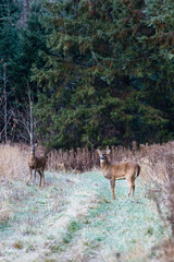 Naklejka na ściany i meble Small White-tailed deer, nontypical buck (odocoileus virginianus) and doe in Wisconsin
