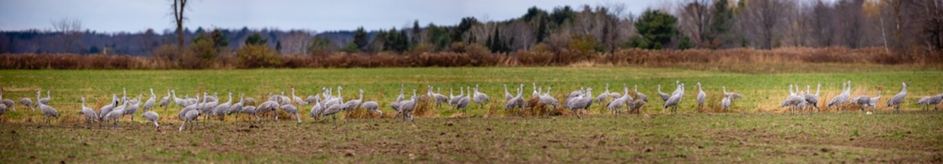 Sandhill Cranes (Grus canadensis) in late October grouping together in central Wisconsin for the migration