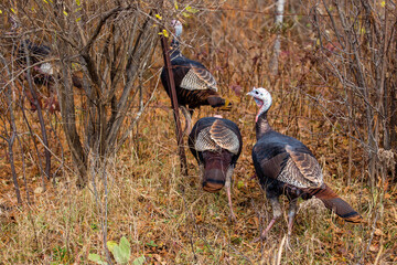 Eastern wild turkeys (Meleagris gallopavo) walking under a barbed wire fence © mtatman