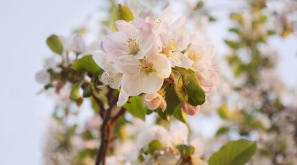 Fototapeta premium Beautiful flowers of an apple tree on a tree in sunlight. Spring. Blurred background. Selective focus. Warm light.