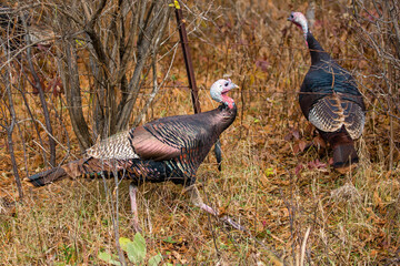 Eastern wild turkeys (Meleagris gallopavo) walking under a barbed wire fence © mtatman