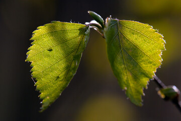 Two butterfly leaves 