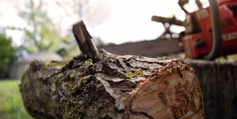 Close-up of a felling tree on the background of the saw. Life outside the city, nature. Work on the preparation of firewood.