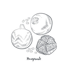 Pomegranate fruit sketch vector illustration. Hand drawn pomegranate isolated on white background.